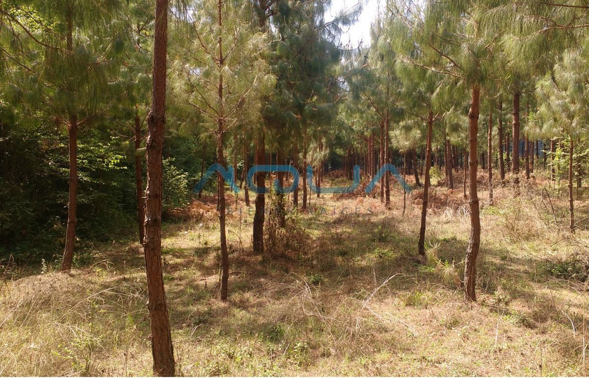 ATRACTIVO TERRENO CAMPESTRE CON BOSQUE Y RÍO CERCA DE AVÁNDARO