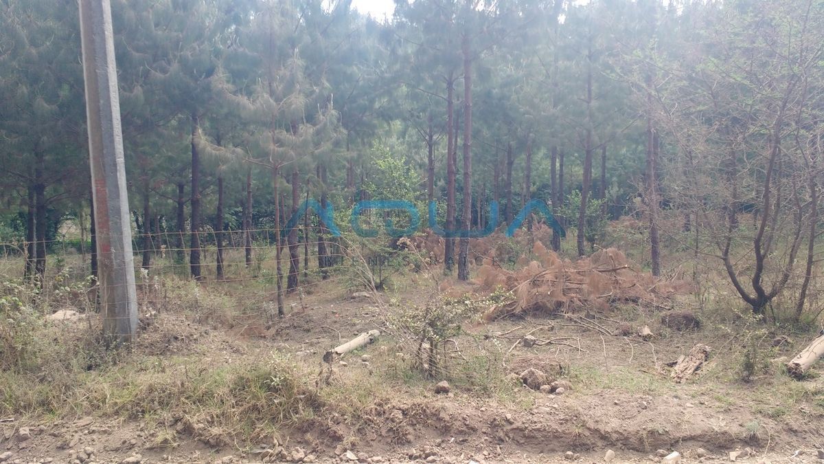 atractivo-terreno-campestre-con-bosque-y-ro-cerca-de-avndaro3-31048