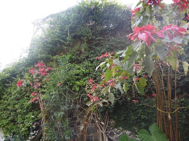 casa-en-renta-en-tepoztlan10-36843