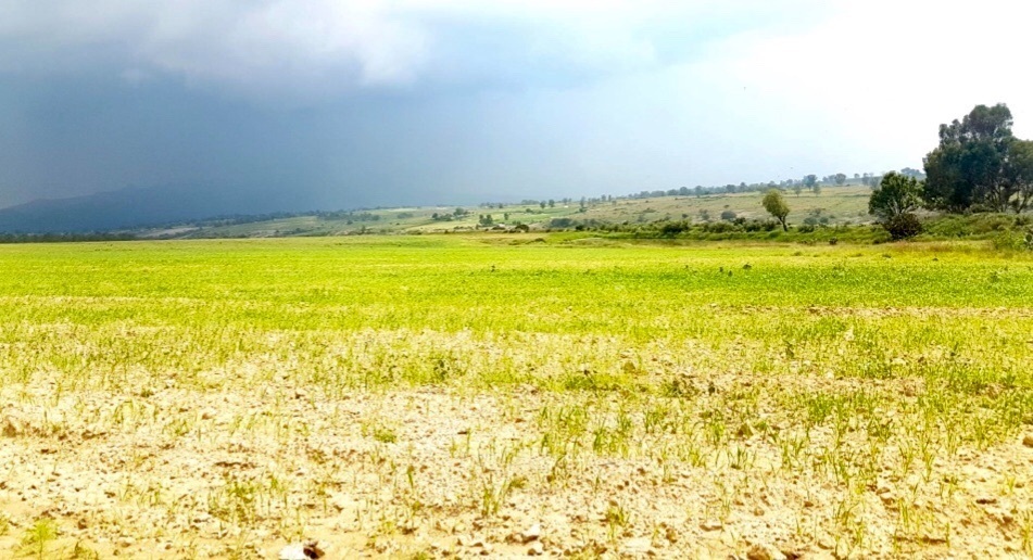 Estratégico Terreno en Venta con uso de suelo agrícola