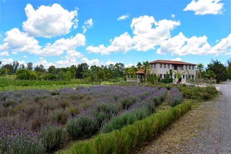 estupendo-terreno-campestre-en-viedos-san-francisco-san-miguel-de-allende-gto20-22528