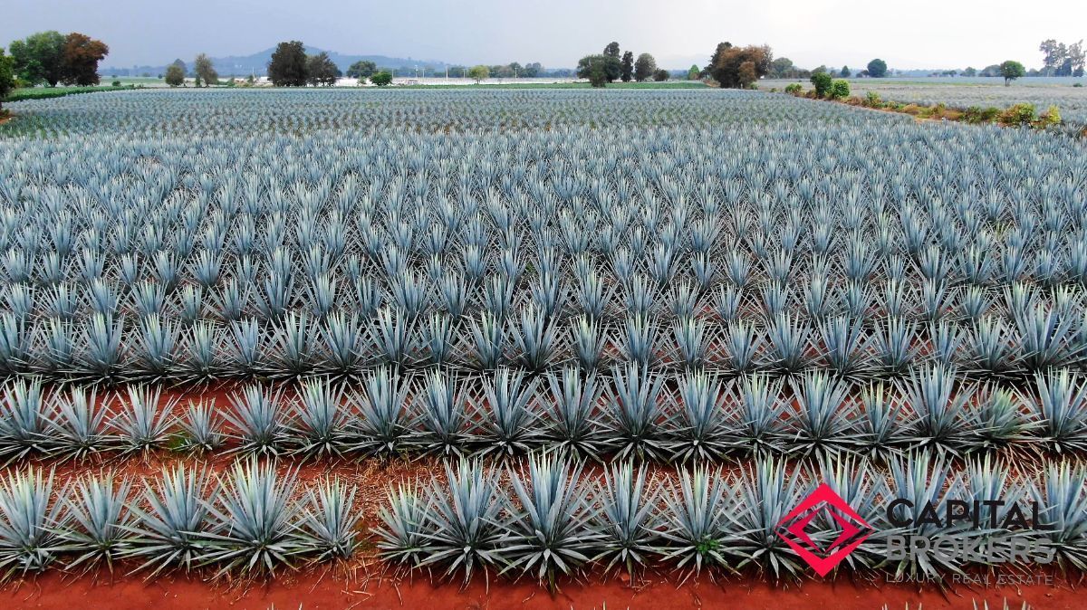 Fábrica de Tequila en Arandas Jalisco Lujo