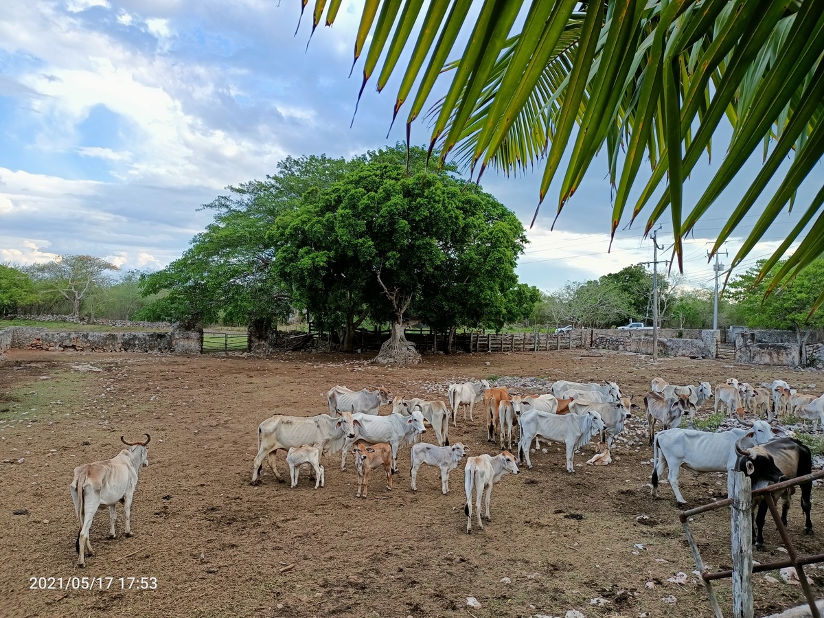 hacienda-en-venta-en-yucatn42-25967