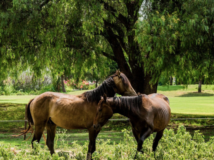 hermosa-casa-en-balvanera-polo-amp-country-club27-29724