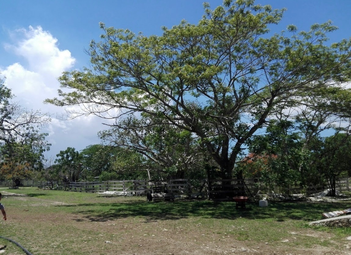 hermosa-finca-rstica-san-mateo3-15841