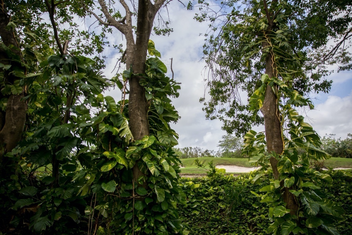 luxury-4-bedroom-private-garden-villa-in-playa-del-carmen32-18740