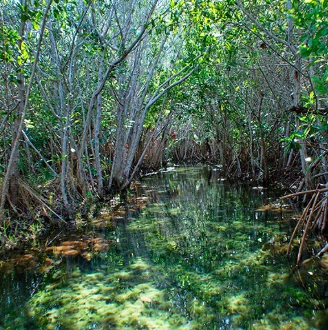 playa-chabihau-en-yucatn8-29098