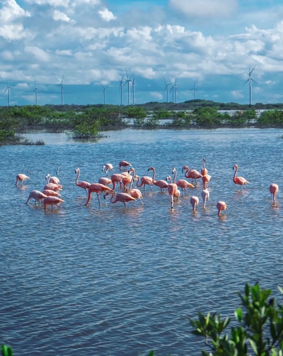 puerto-chicxulub8-27350