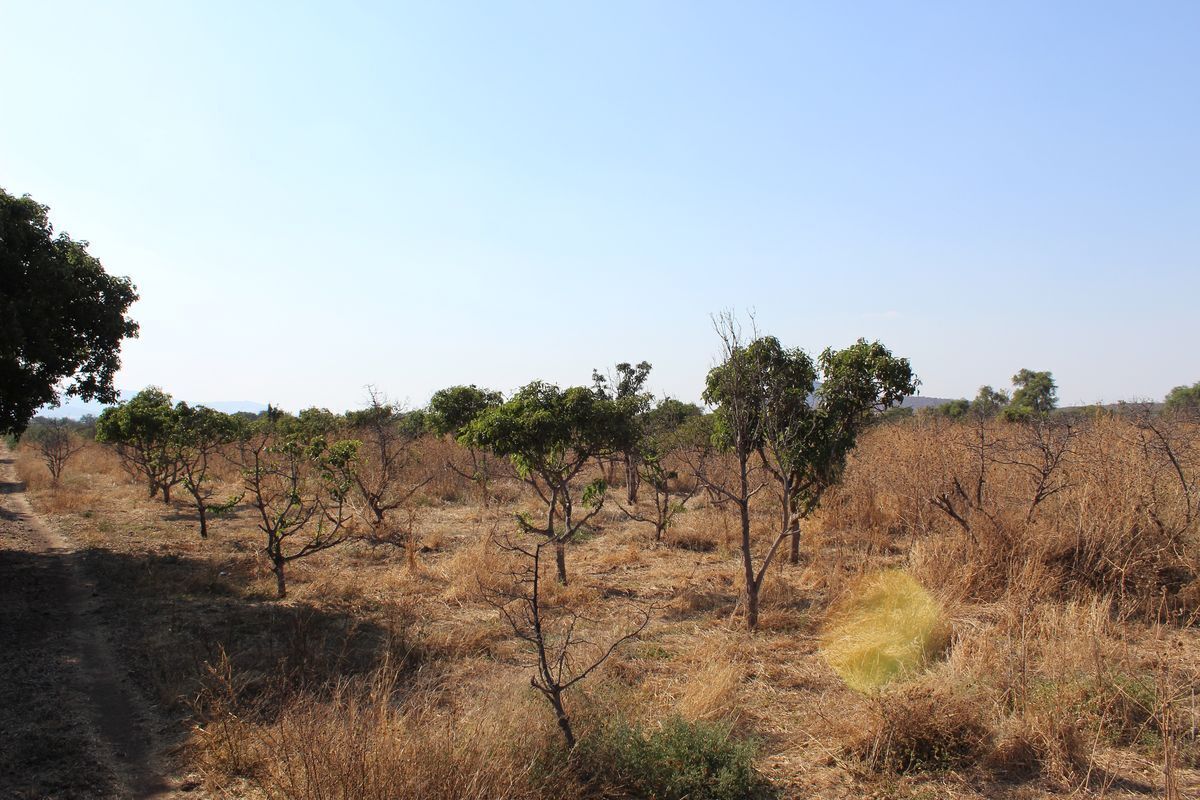 rancho-agricola-en-zacoalco-de-torres-jalisco11-23004