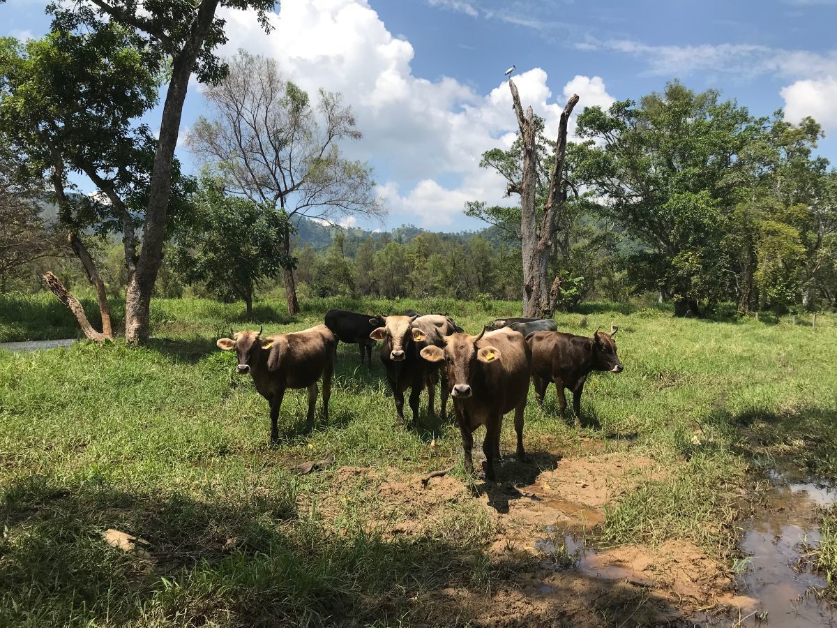 rancho-de-65has-en-venta-en-la-concordia-chiapas9-35061