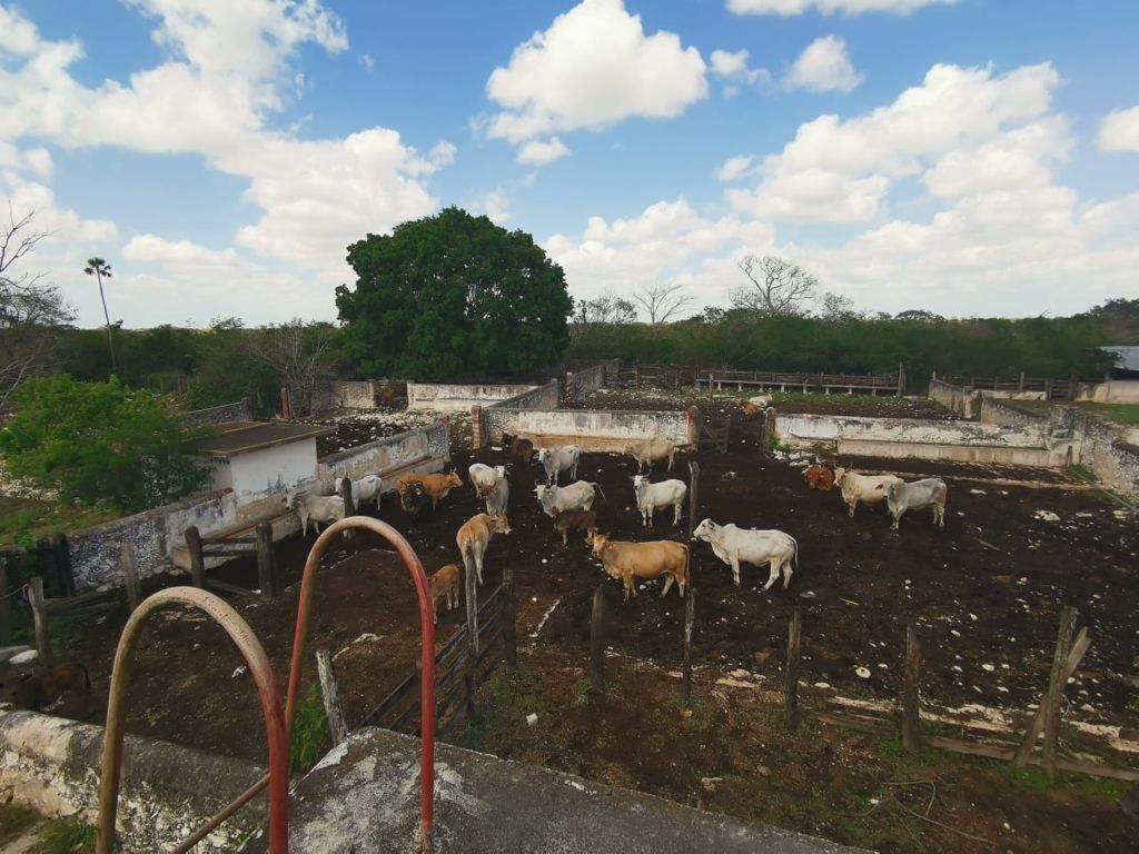 Rancho en Venta de 472 ha,  vía Tizimin, Yucatán