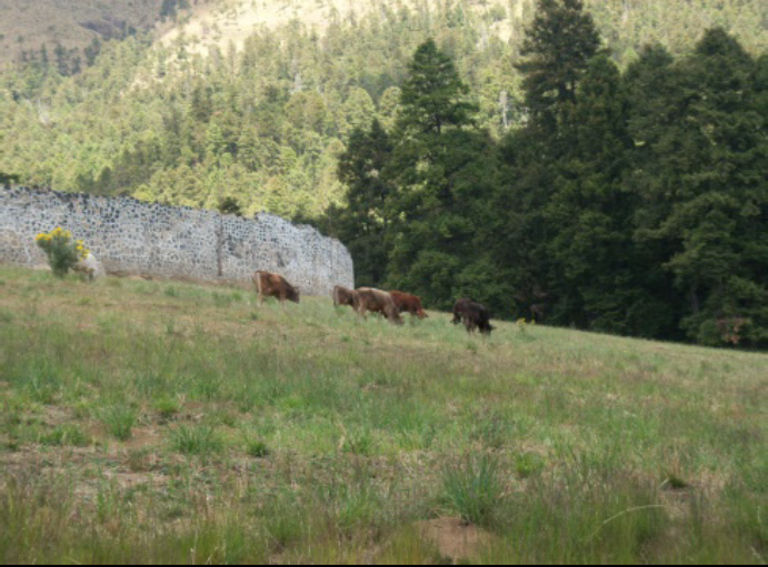 rancho-en-venta-en-ajusco4-29919