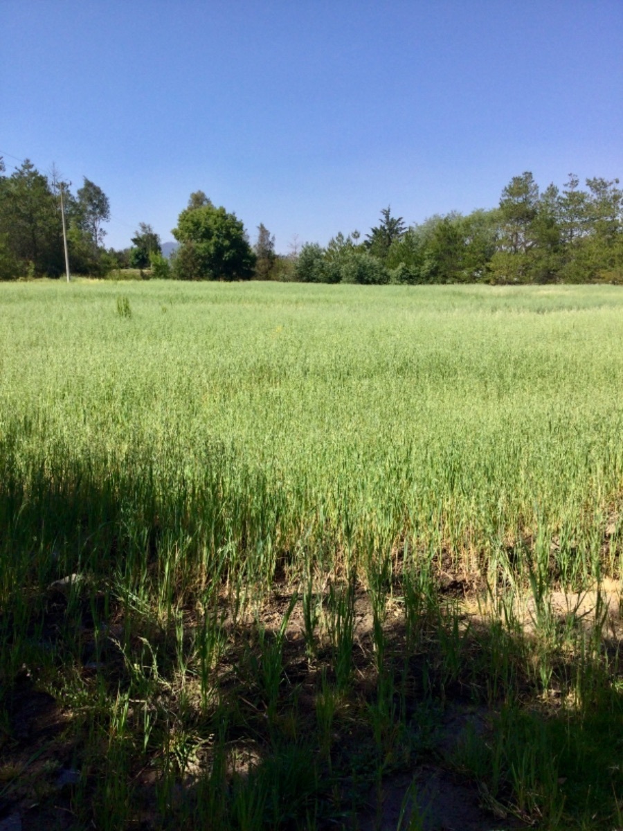 Se vende hermoso terreno a 80 minutos de la caseta de Tepotzotlán