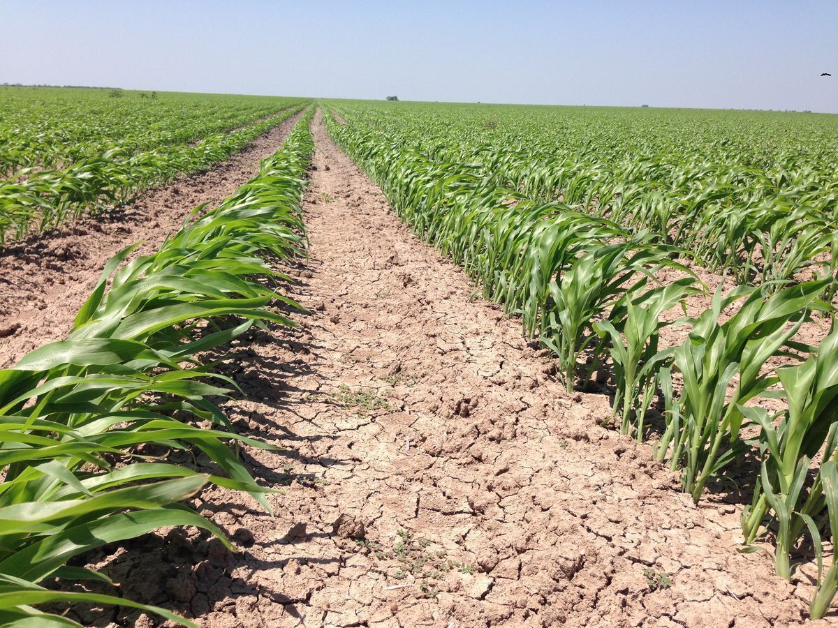 Se vende rancho agrícola Matamoros San Fernando tamaulipas