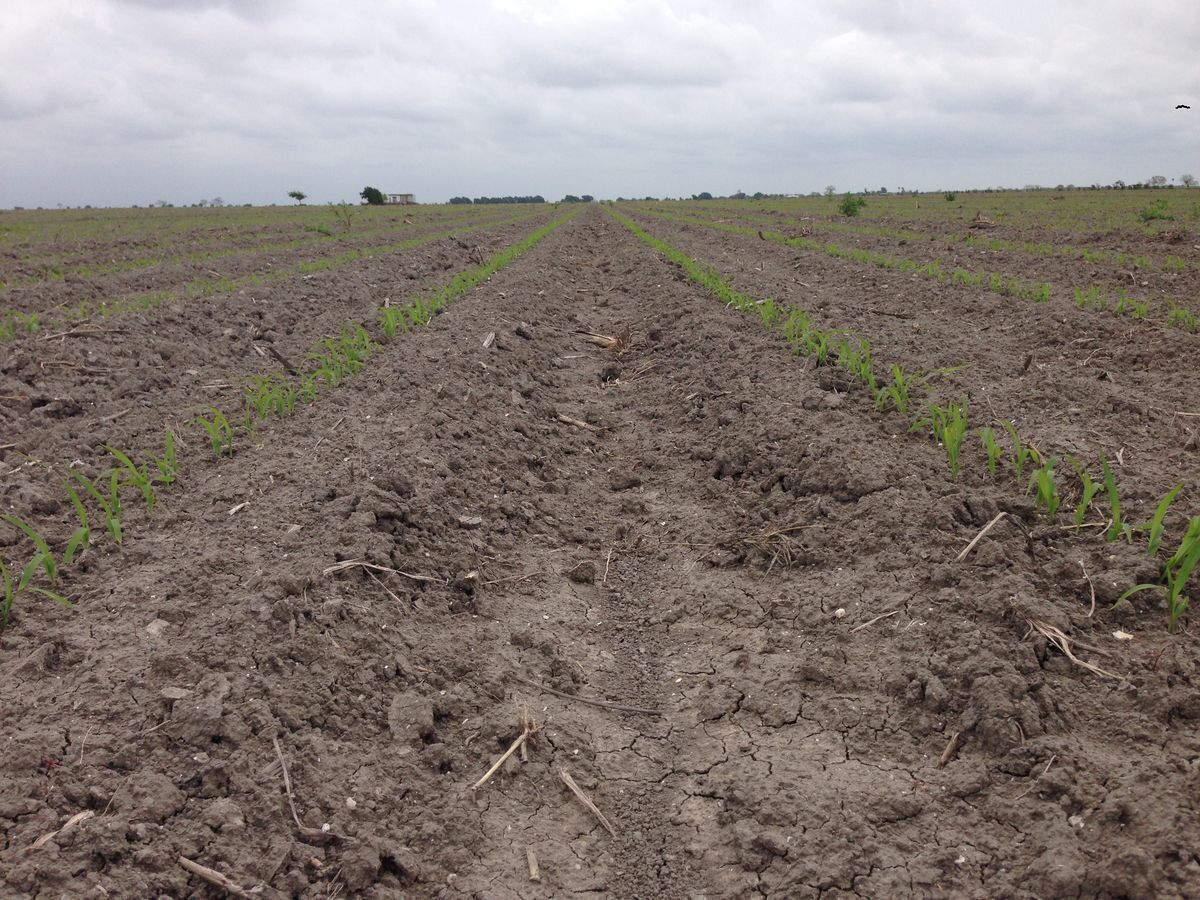 se-vende-rancho-agrcola-matamoros-san-fernando-tamaulipas10-15161