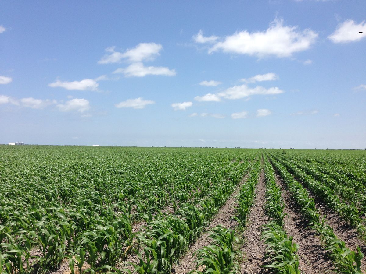 se-vende-rancho-agrcola-matamoros-san-fernando-tamaulipas11-15161