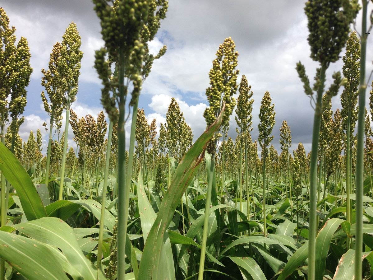 se-vende-rancho-agrcola-matamoros-san-fernando-tamaulipas14-15161