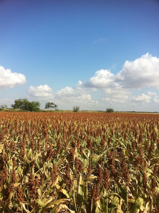 se-vende-rancho-agrcola-matamoros-san-fernando-tamaulipas17-15161