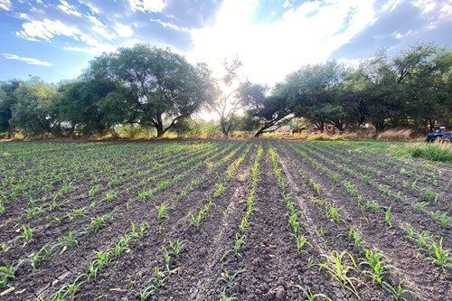 terreno-campestre-la-cieneguita20-37685