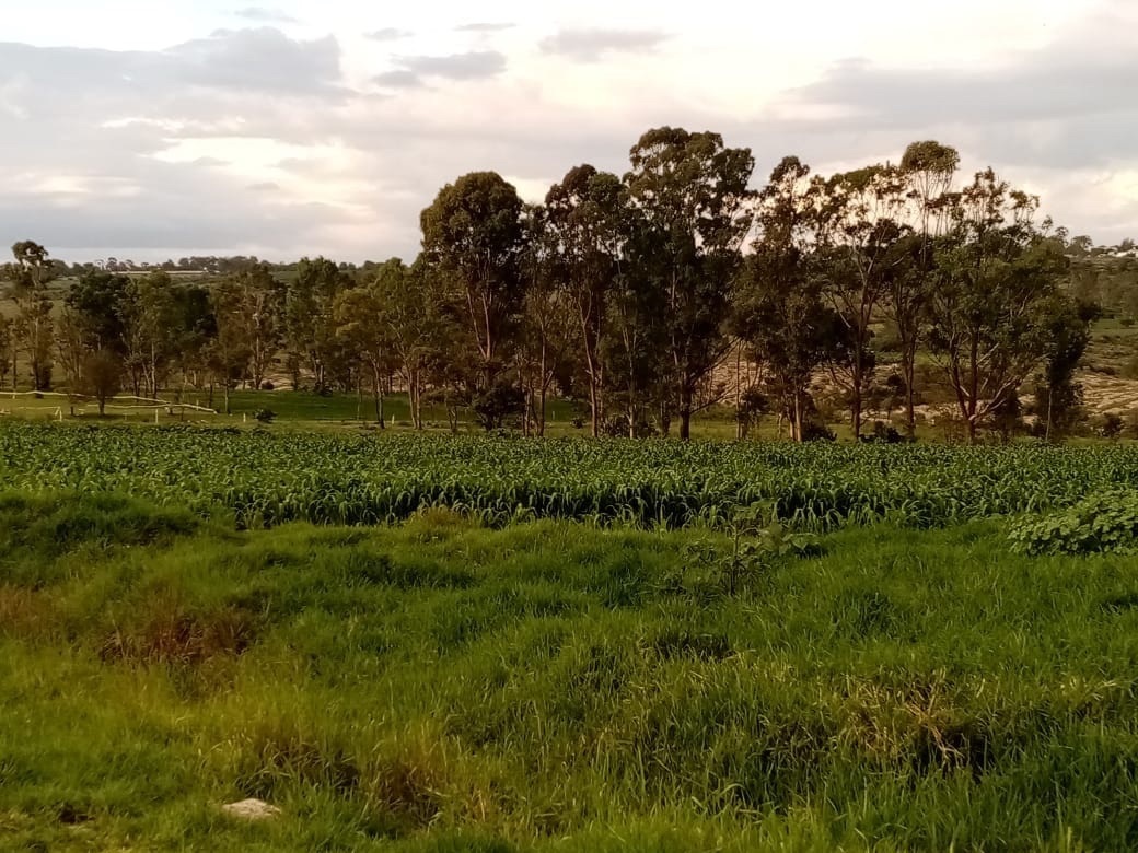 Terreno con construcción, servicio para riego, luz, agua potable, cultivos