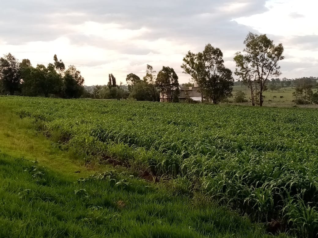 terreno-con-construccin-servicio-para-riego-luz-agua-potable-cultivos7-13969