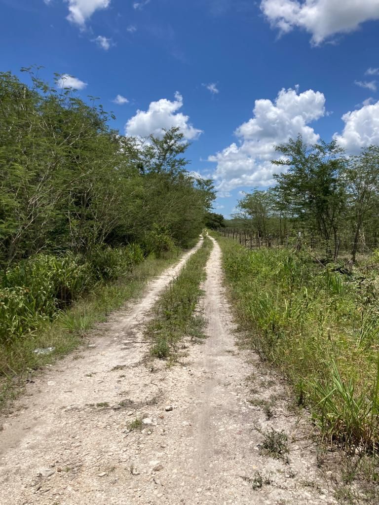 Terreno de 800 hectáreas en el Cono Sur de Yucatán