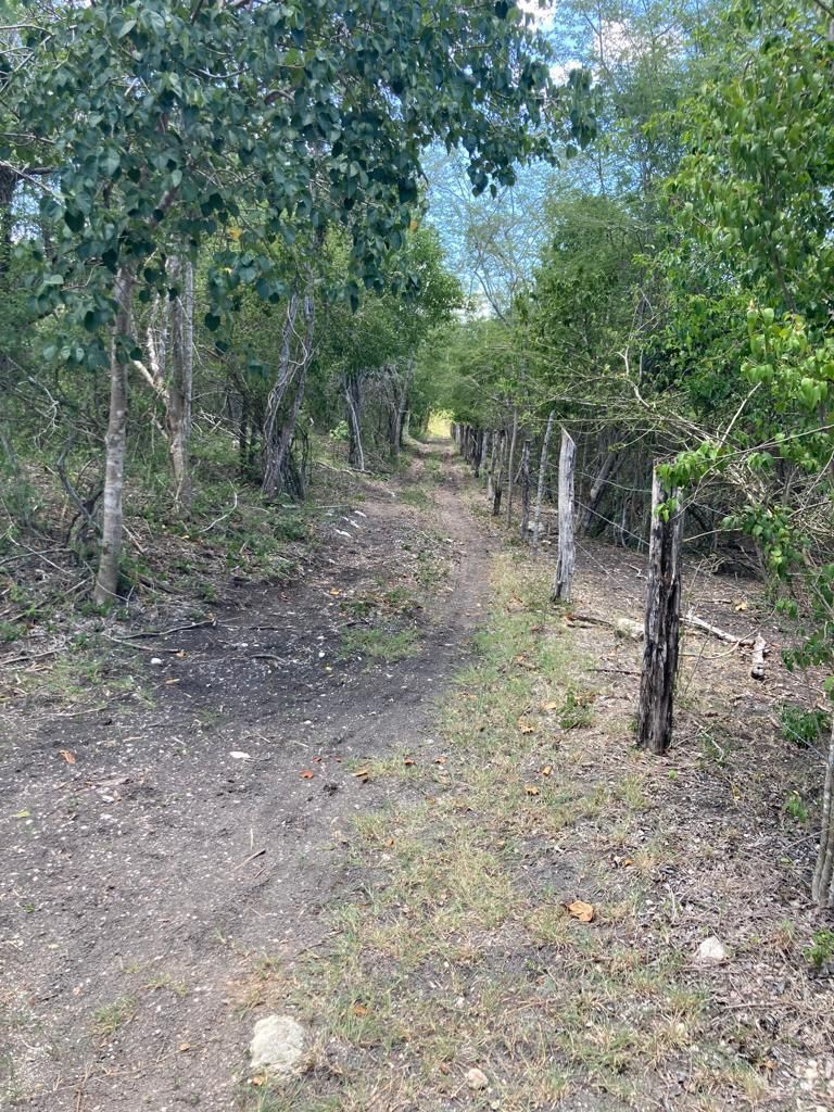 terreno-de-800-hectreas-en-el-cono-sur-de-yucatn5-17415