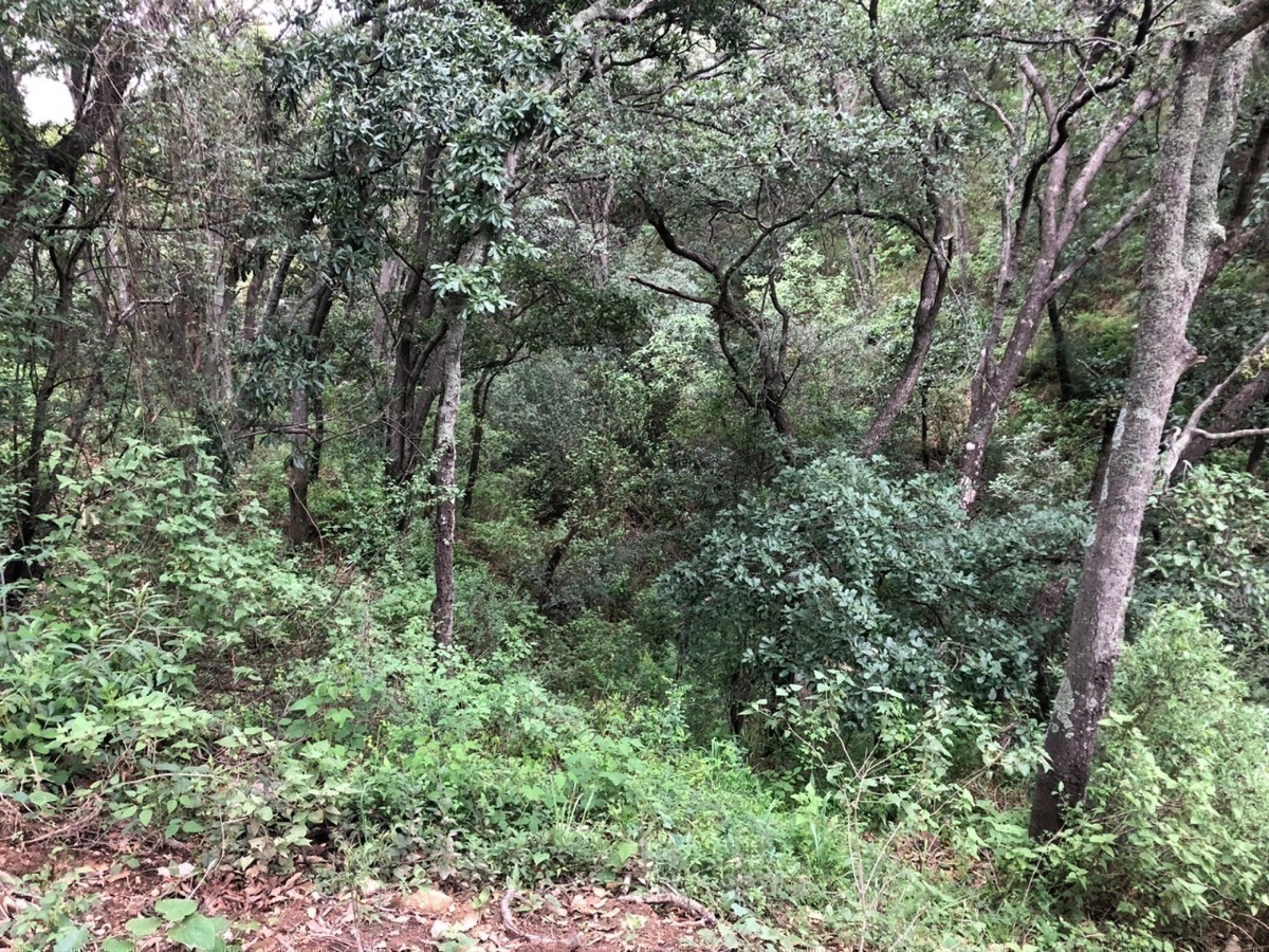 Terreno en Condado de Sayaveedra