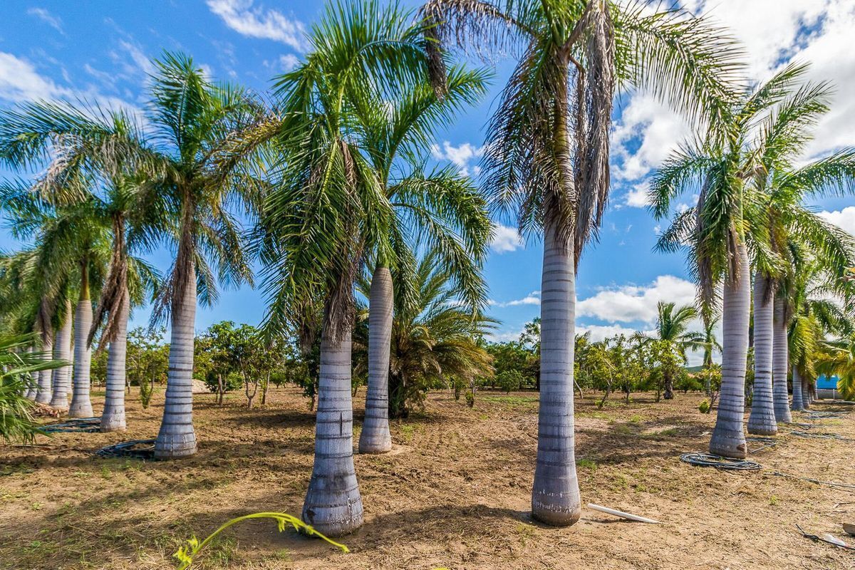 Terreno en San José del Cabo Centro, Los Cabos