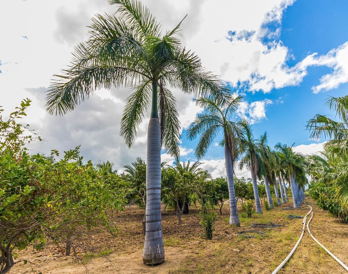 terreno-en-san-jos-del-cabo-centro-los-cabos3-7242