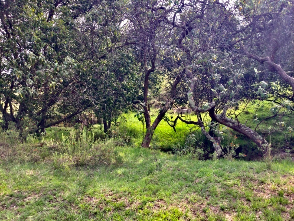 terreno-en-venta-con-hermosas-vistas-ideal-para-rancho-en-aculco-edo-de-mxico17-18899