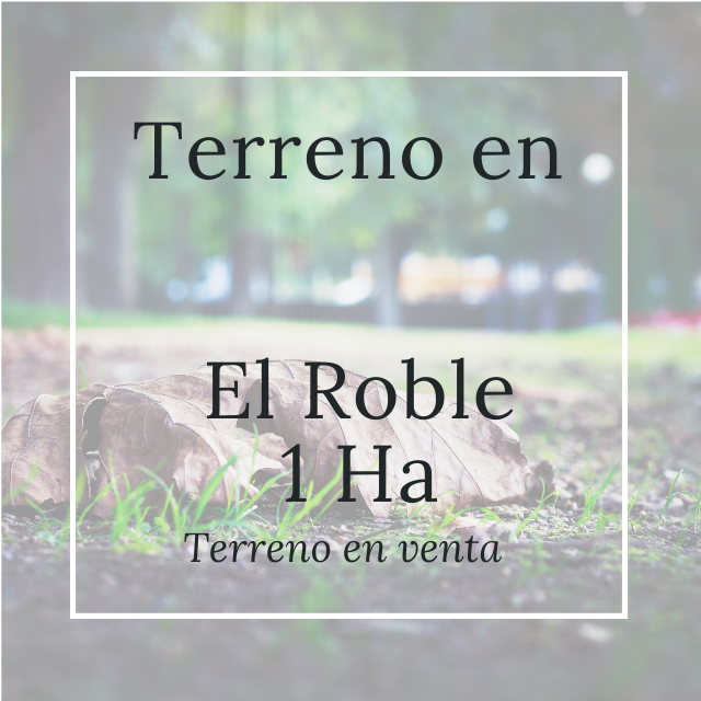 terreno-en-venta-en-merida-ideal-para-proyecto-en-col-roble-agricola-de-1-ha3-29689