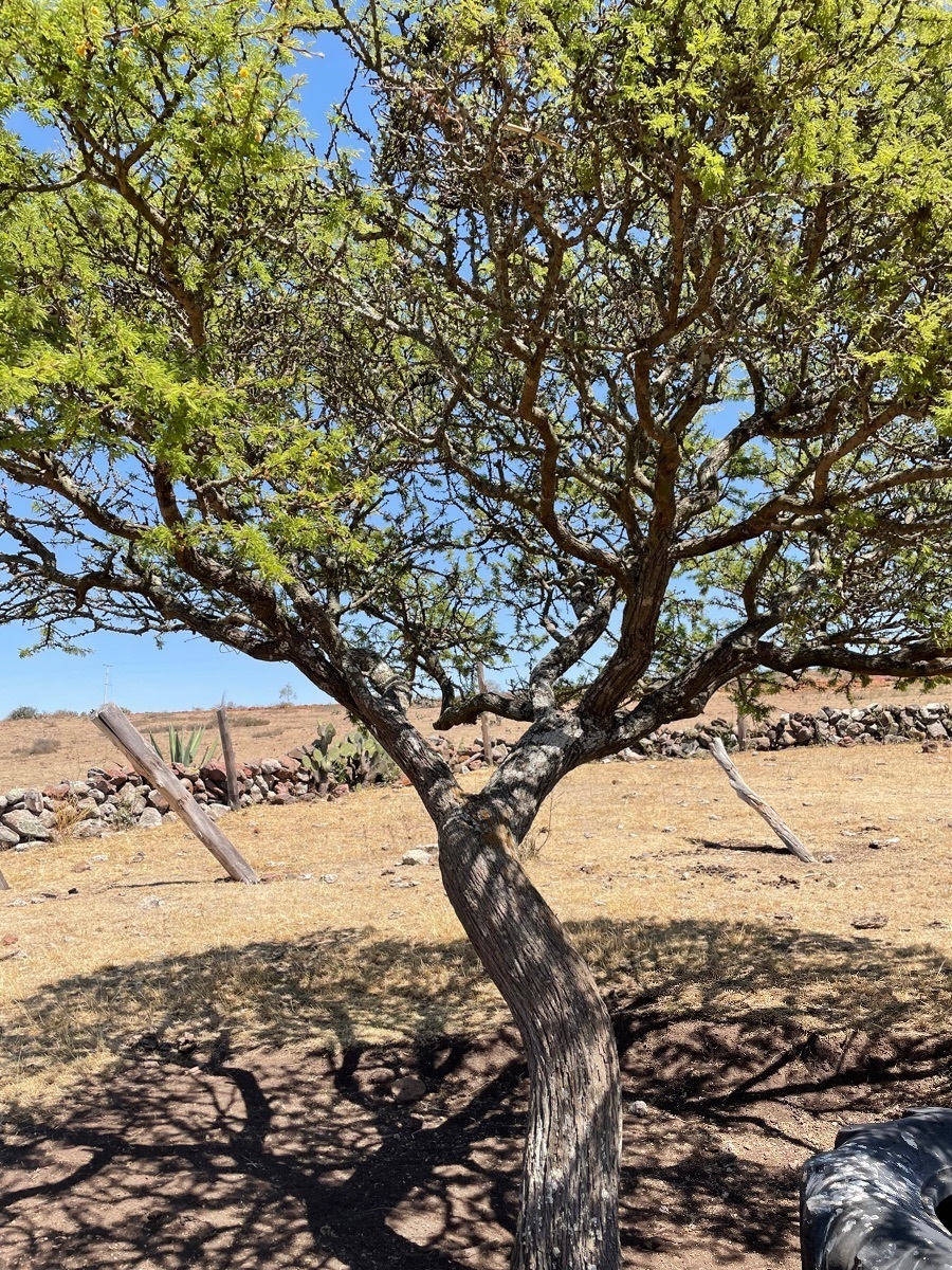 Terreno en Venta en Nopala, Hidalgo