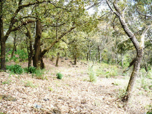 TERRENO EN VENTA EN SAN JUAN TLACOTENCO