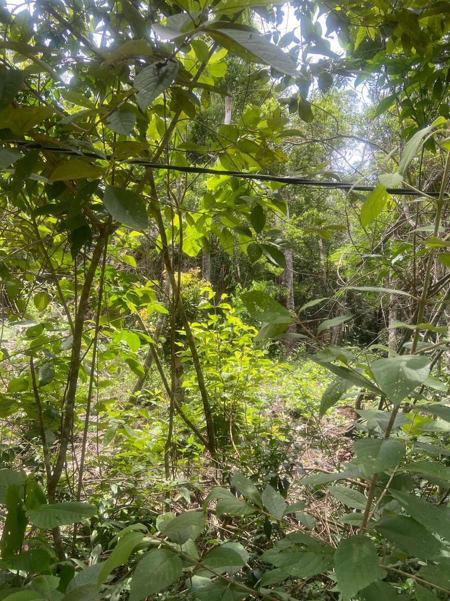 terreno-en-venta-tulum-mexico11-19858