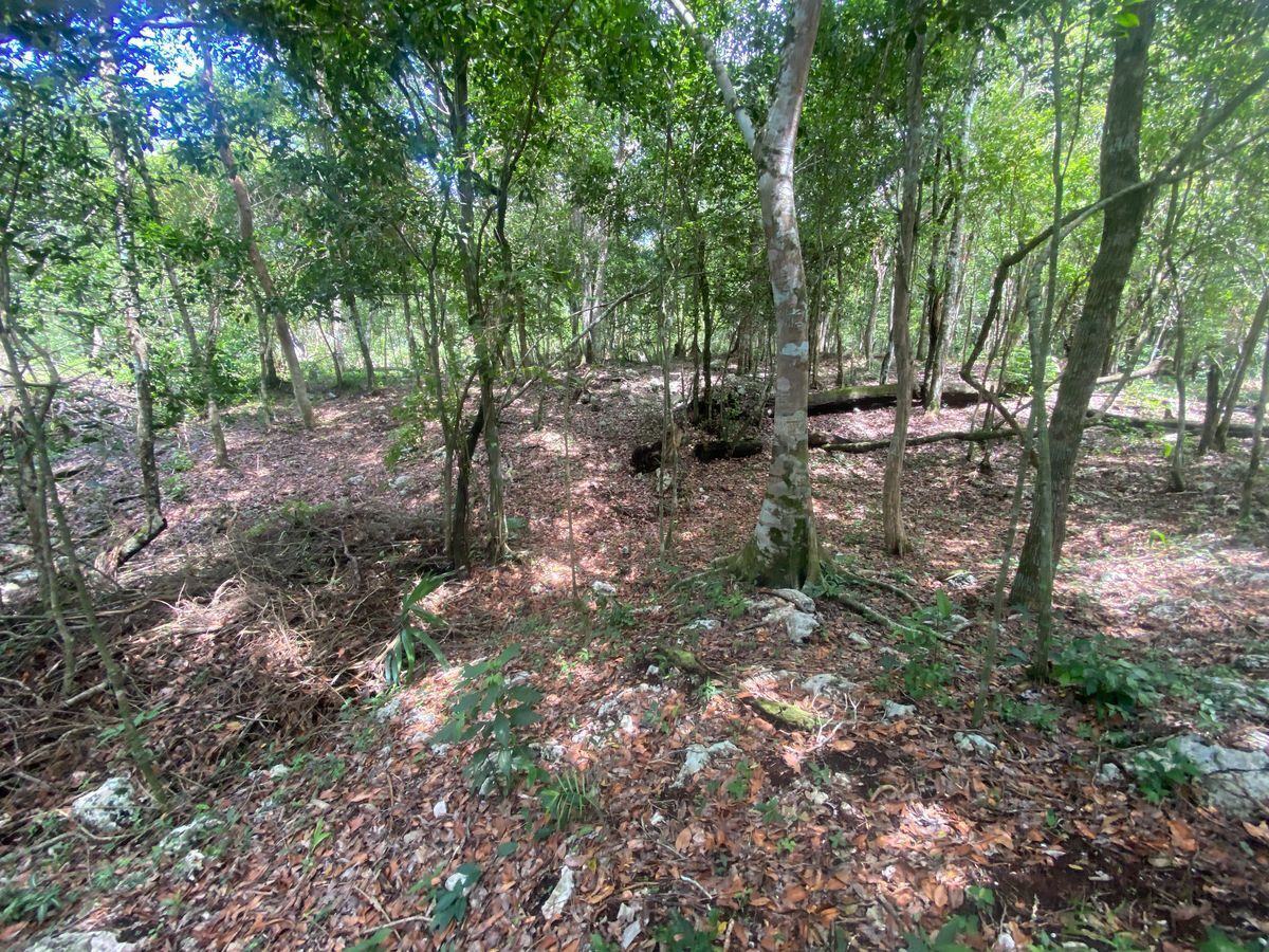 terreno-en-venta-tulum-mexico2-19858