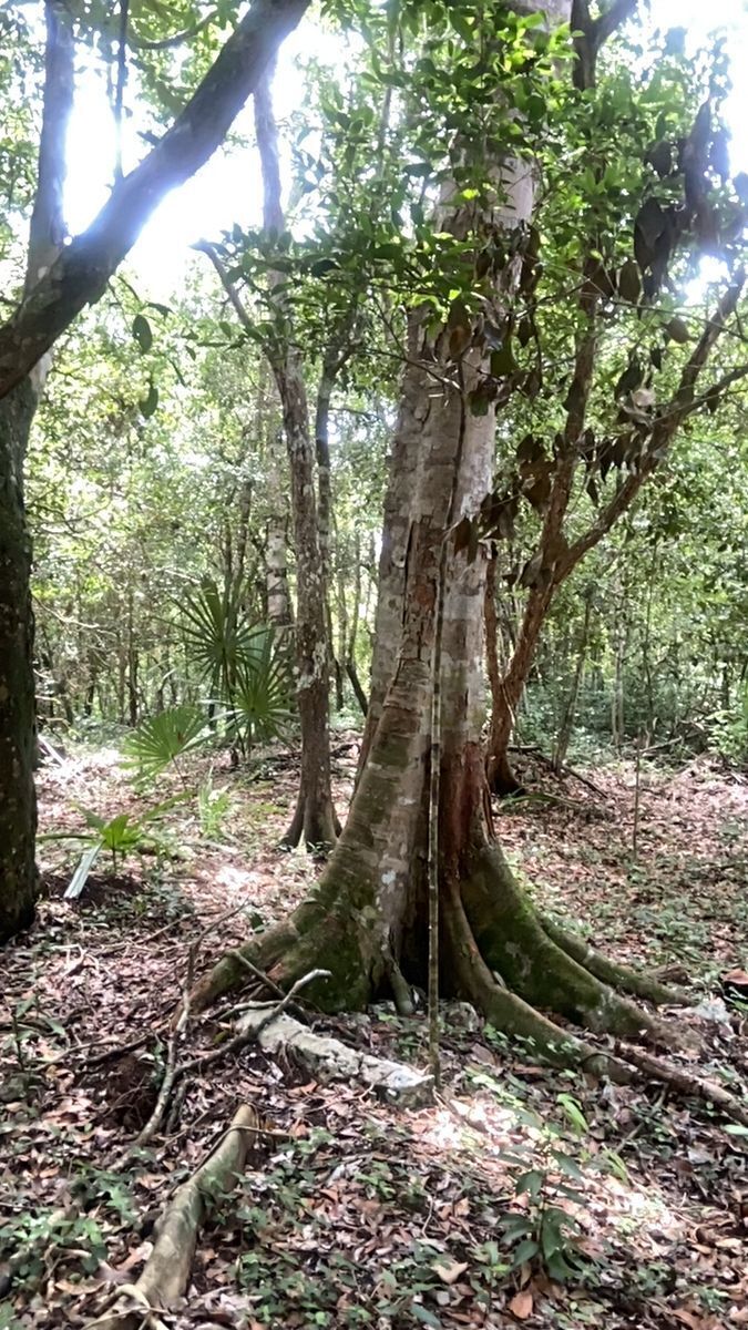 terreno-en-venta-tulum-mexico9-19858