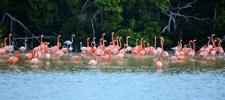 terreno-hotelero-frente-al-mar-en-sisal-yucatn22-17408