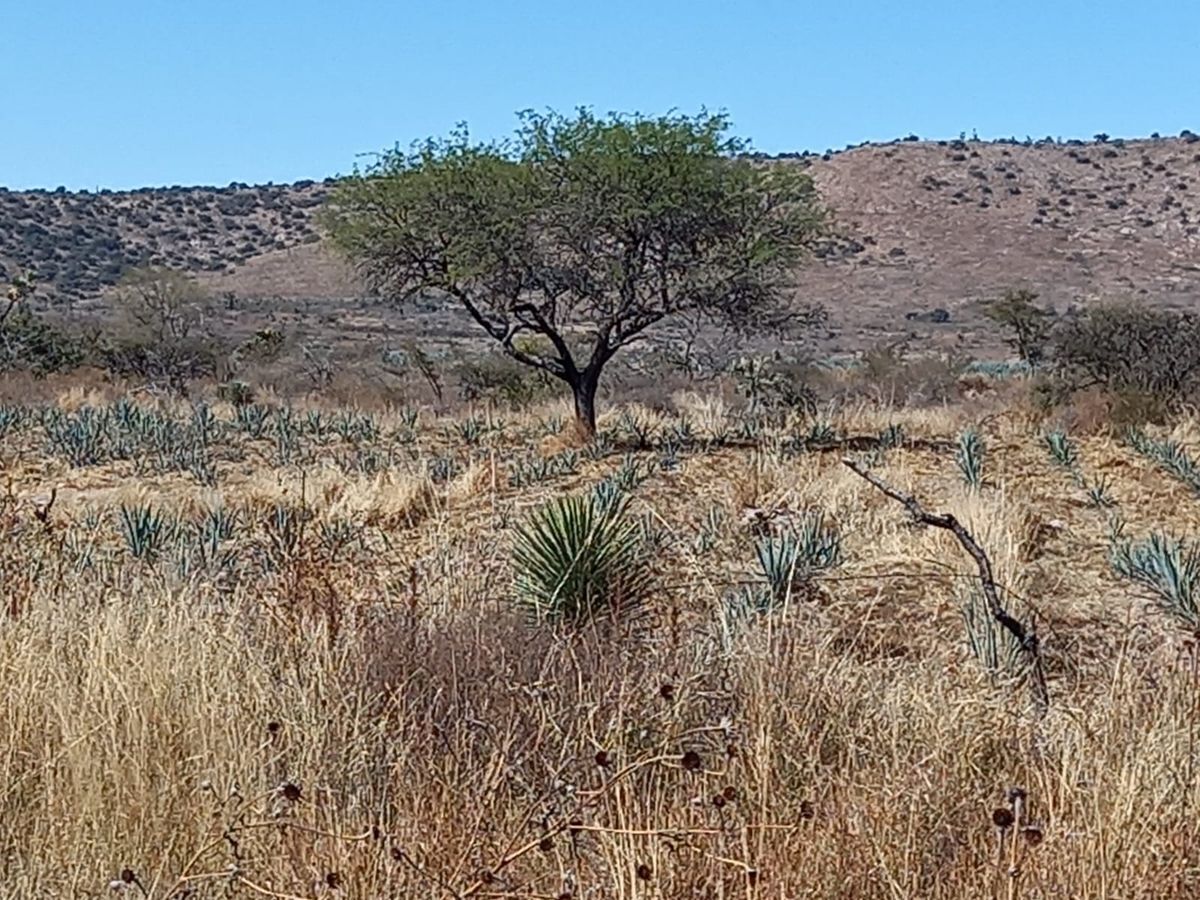 terreno-ideal-para-agave4-14825