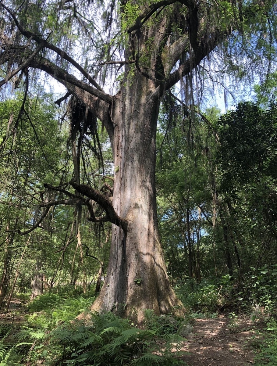 Terrenos en venta en allende