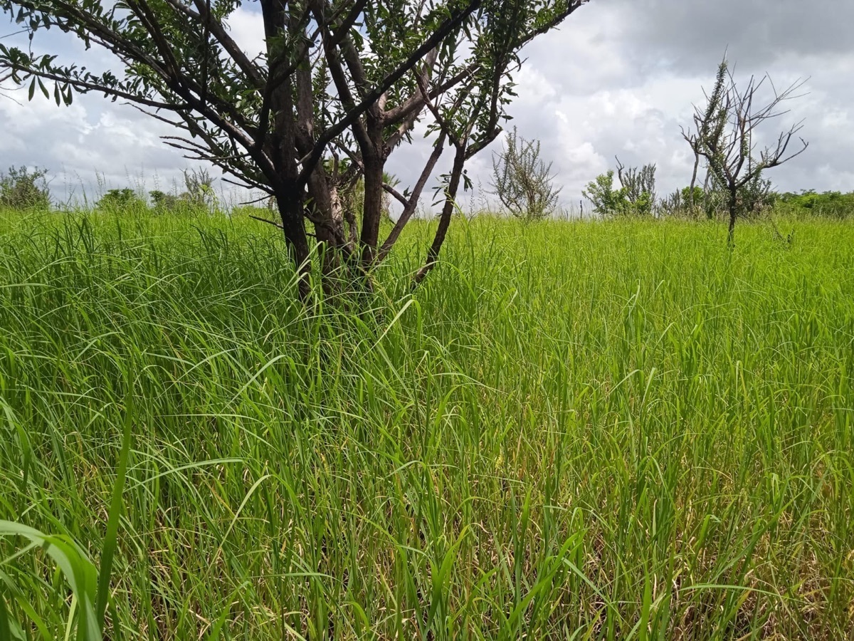 terrenos-en-venta-en-la-cristalina-carmen-campeche-belleza-natural18-12329