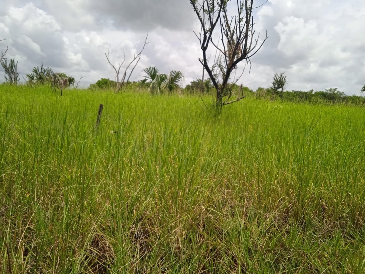 terrenos-en-venta-en-la-cristalina-carmen-campeche-belleza-natural9-12329