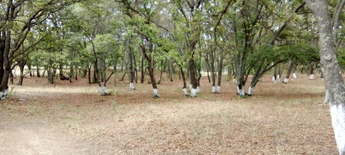 Venta de terreno en loma de cuevas, villa del carbón