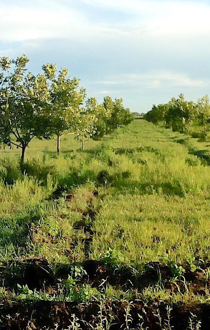 Venta de Tierras de Cultivo  Zona Sauz