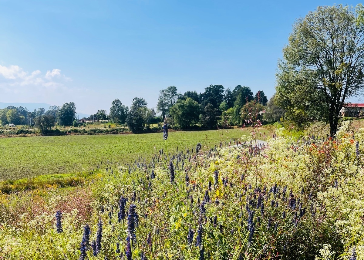 VENTA TERRENO EN SAN SIMÓN VALLE DE BRAVO - LA VISTA